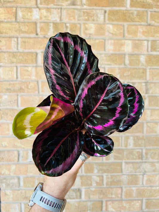 Calathea Jessey Princess