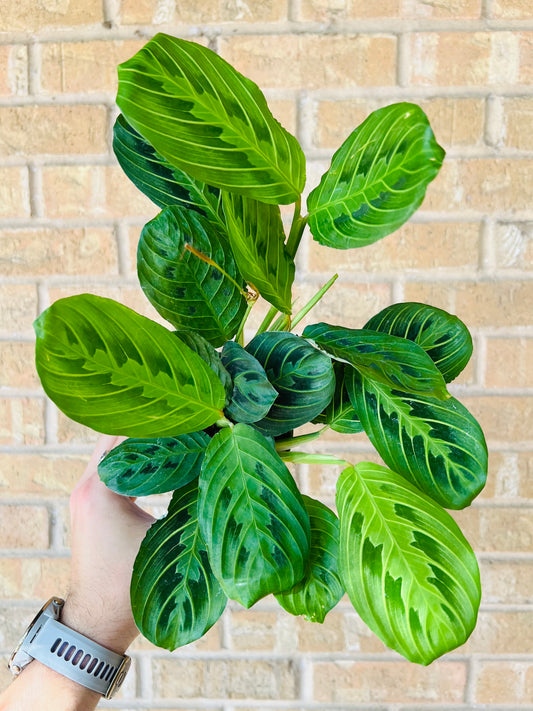 Maranta (Prayer Plant)