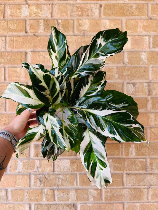 Calathea Stella