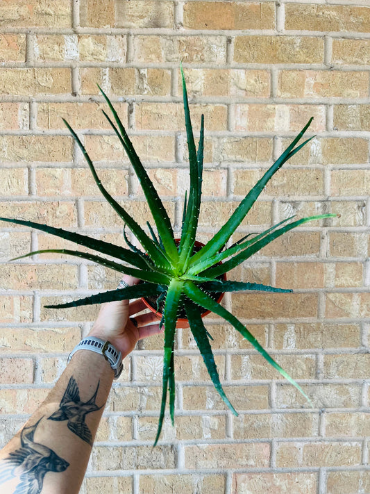Aloe Vera