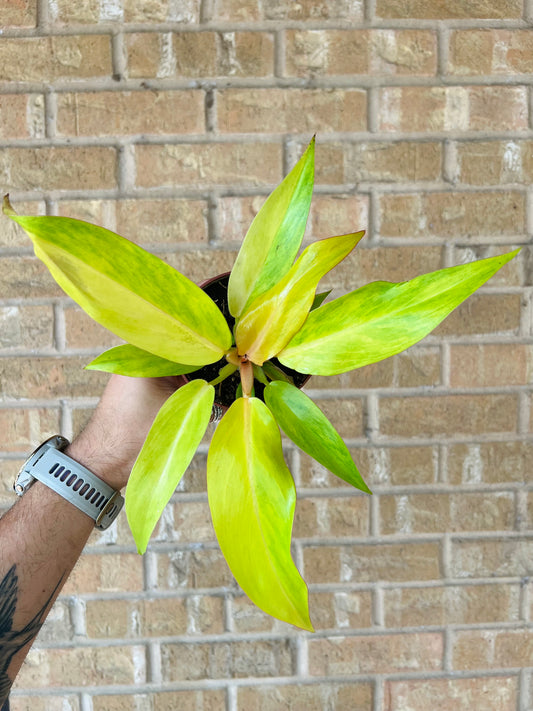 Philodendron Quad Color