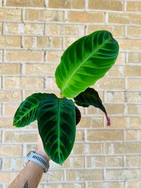 Calathea Warscewiczii