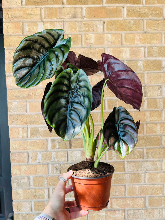 Alocasia Cuprea Red Secret