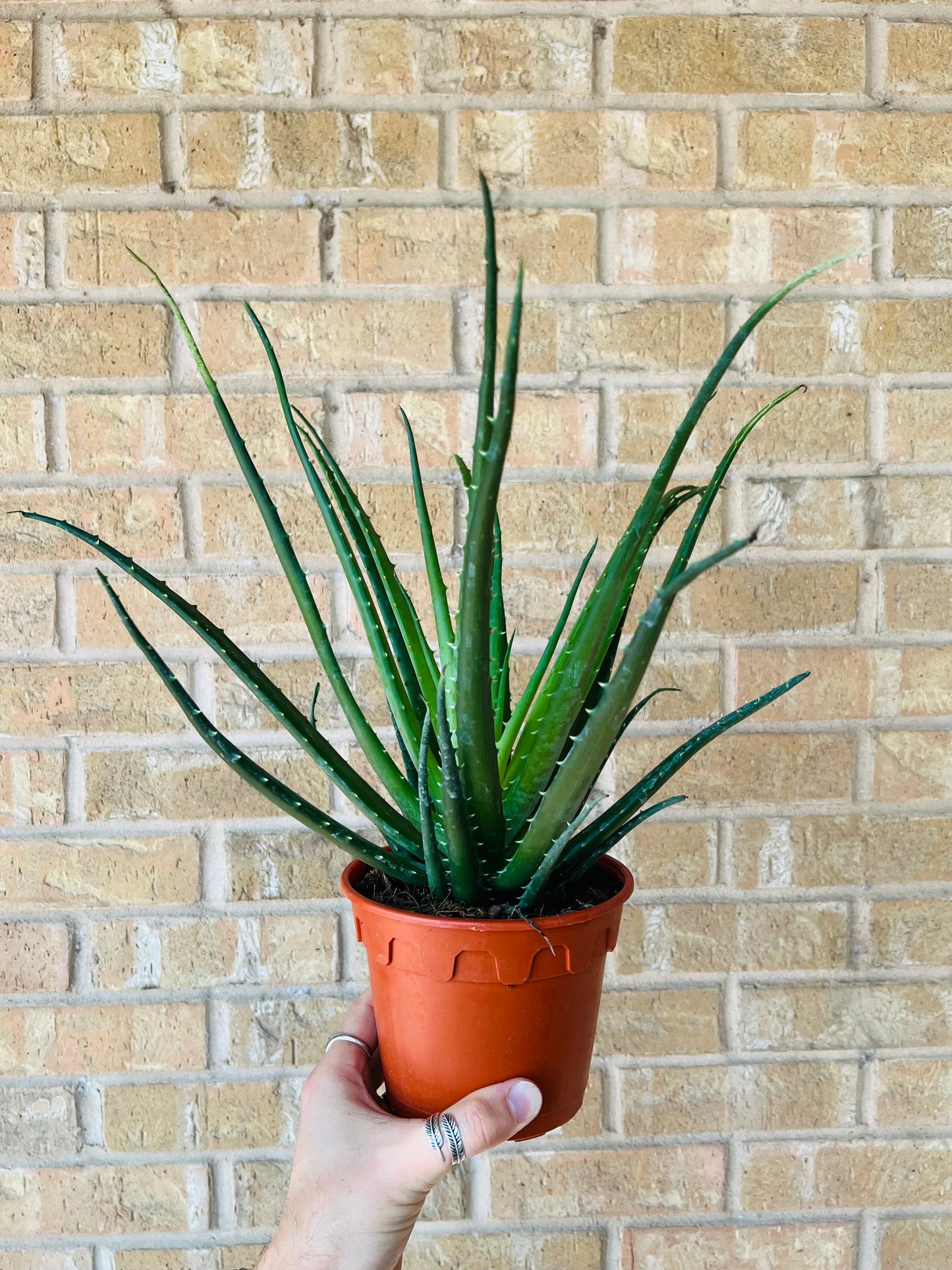 Aloe Vera