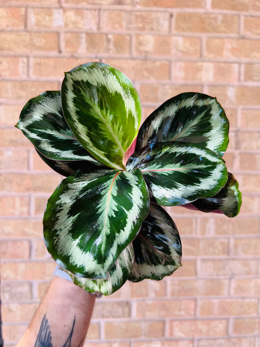 Calathea Shine Star