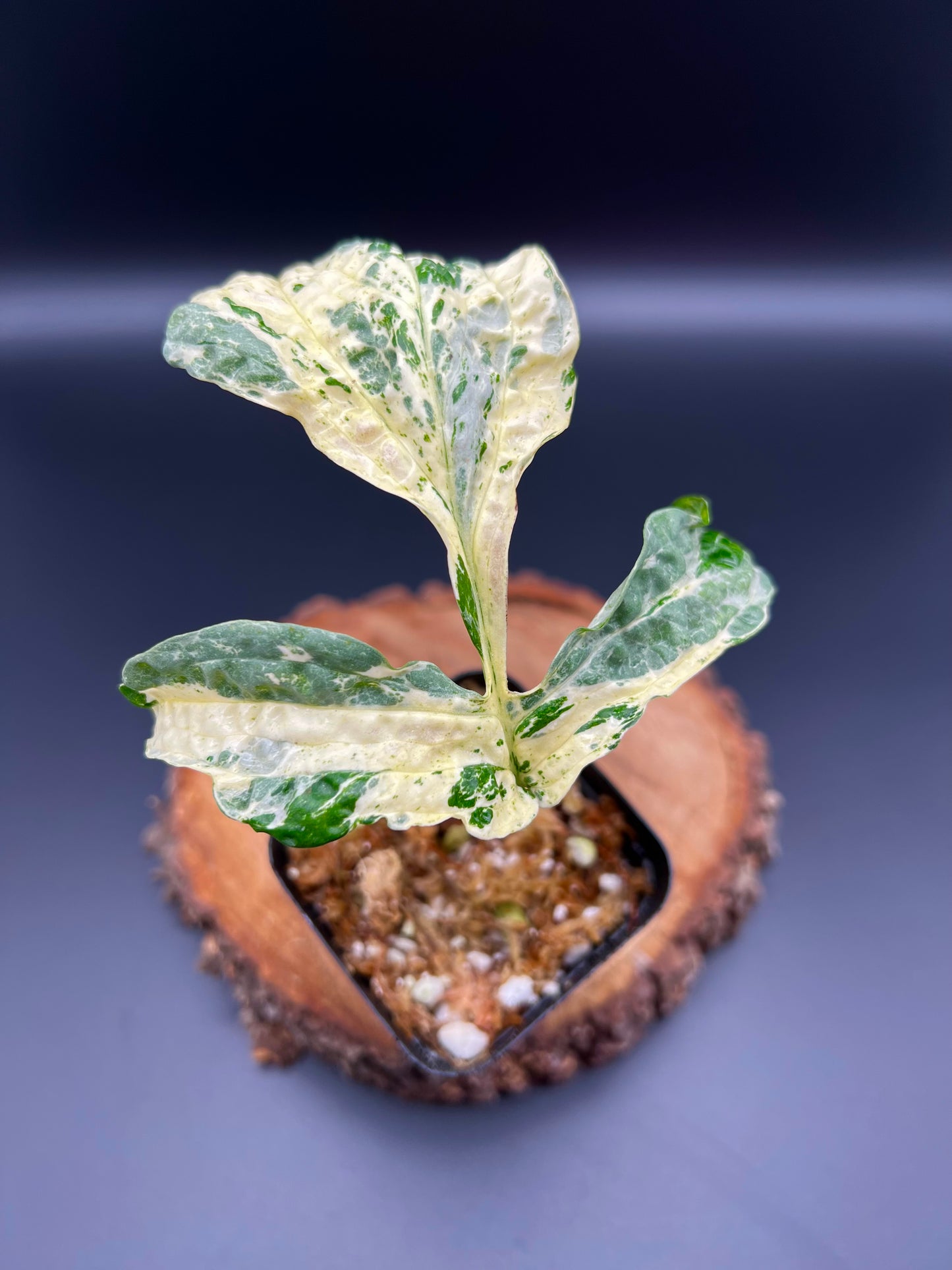 Amydrium Zippelianum Variegated