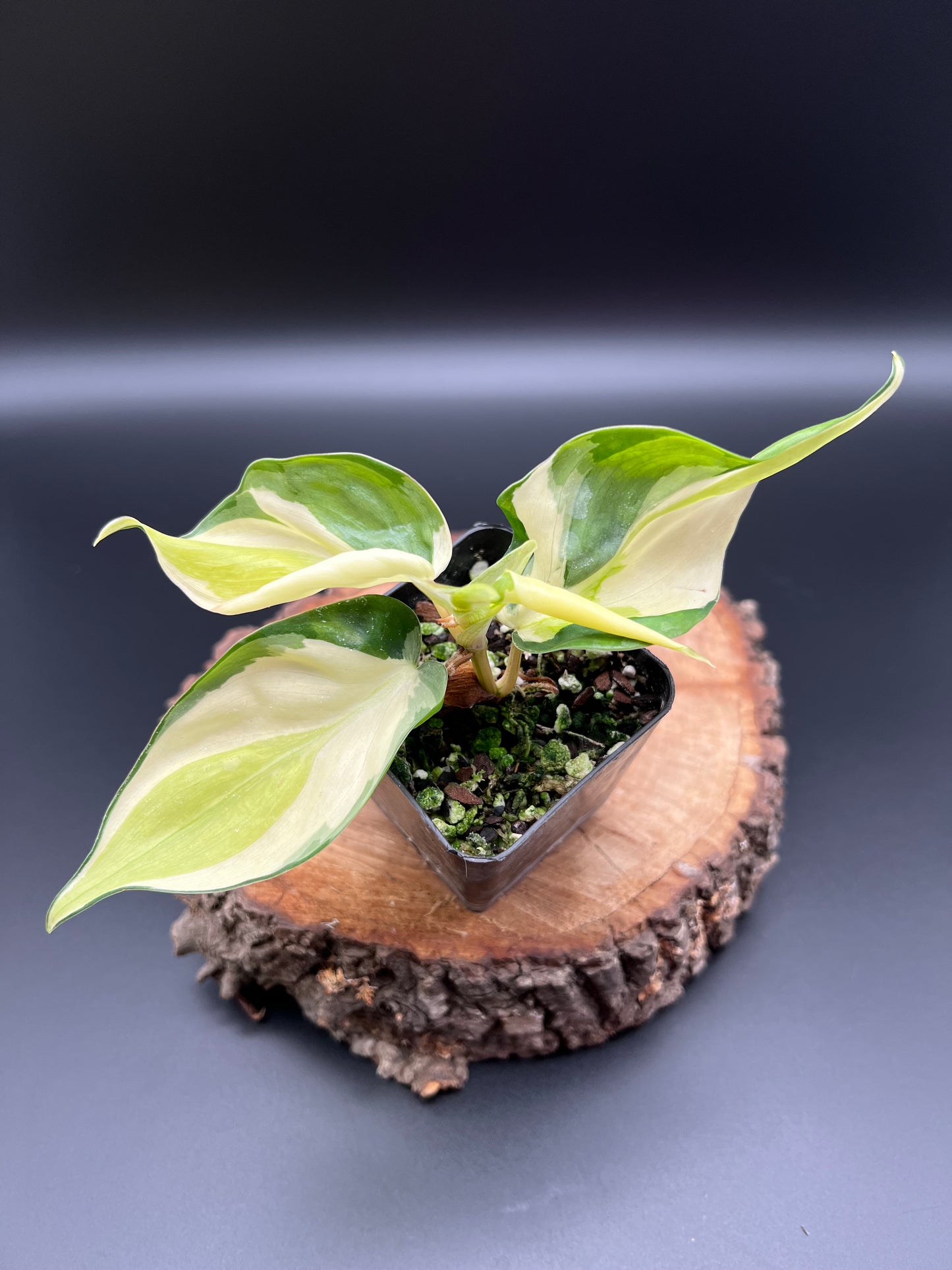 Philodendron Gabby