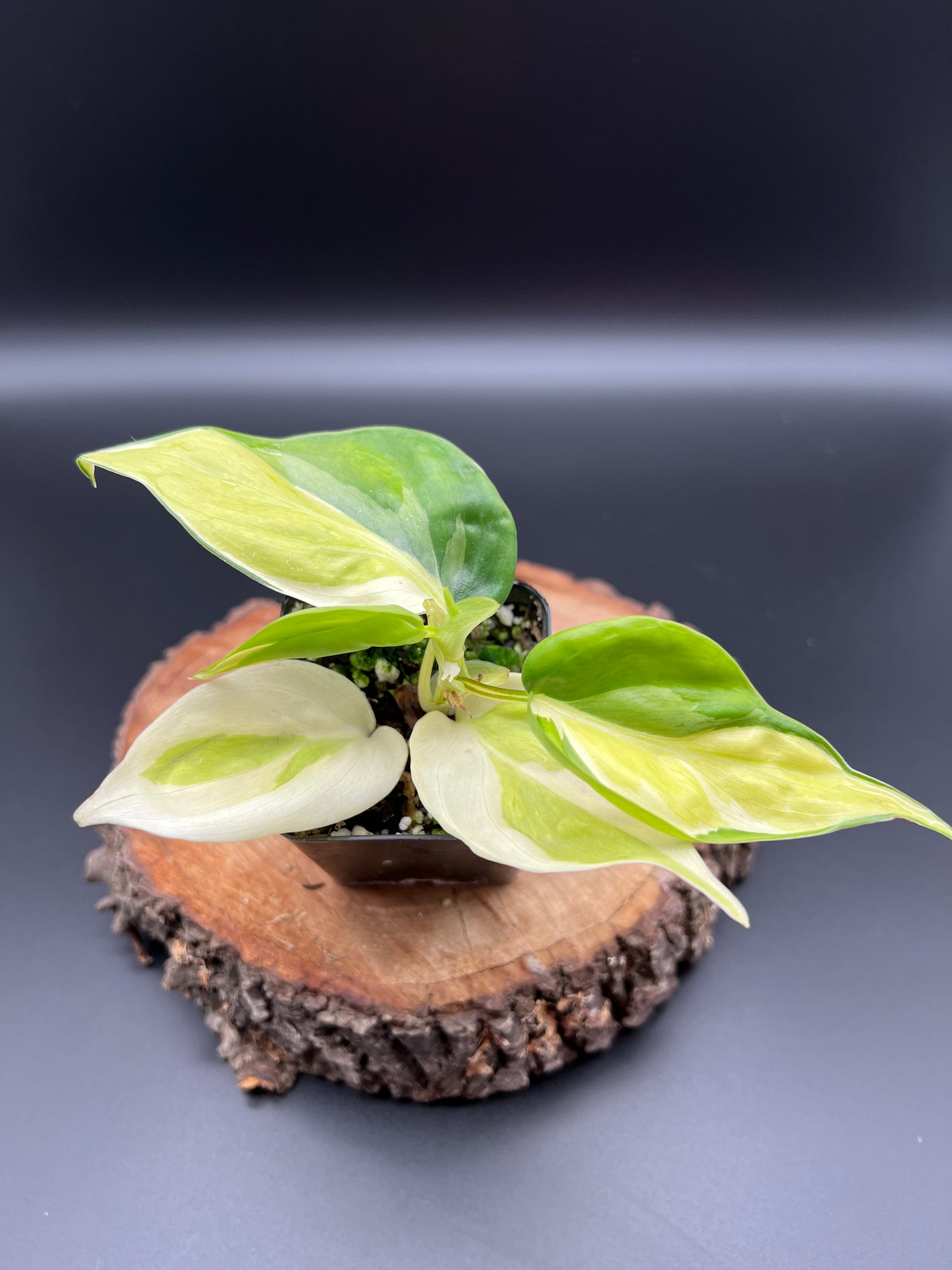 Philodendron Gabby