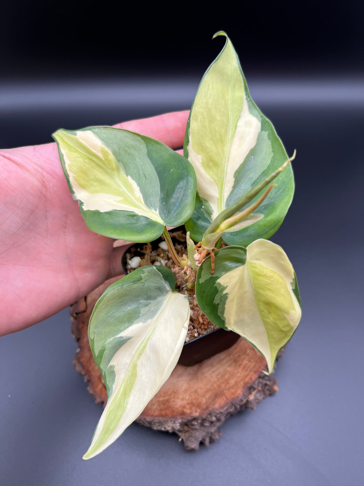 Philodendron Gabby