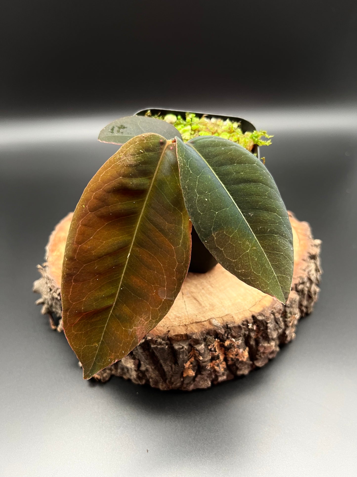 Marcgravia sp. 'El Coca'