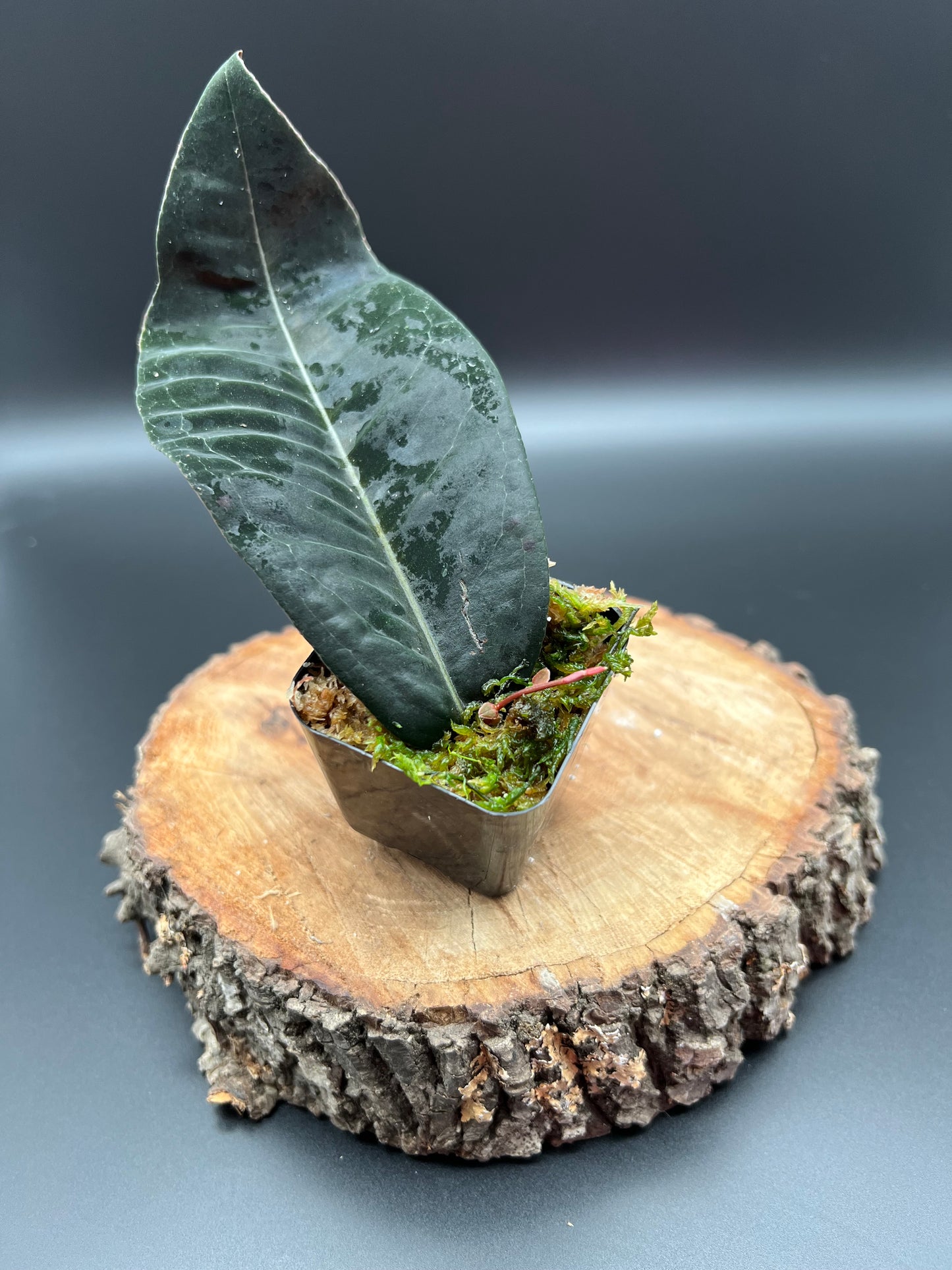 Marcgravia sp. 'El Coca'