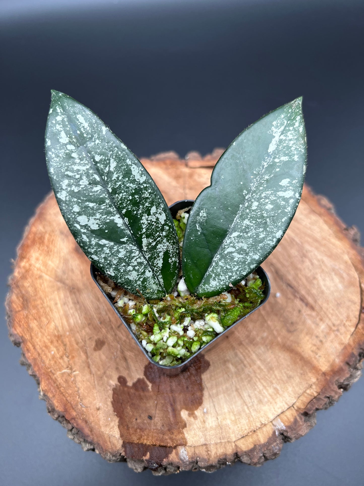 Hoya Carnosa Wilbur Graves Thailand