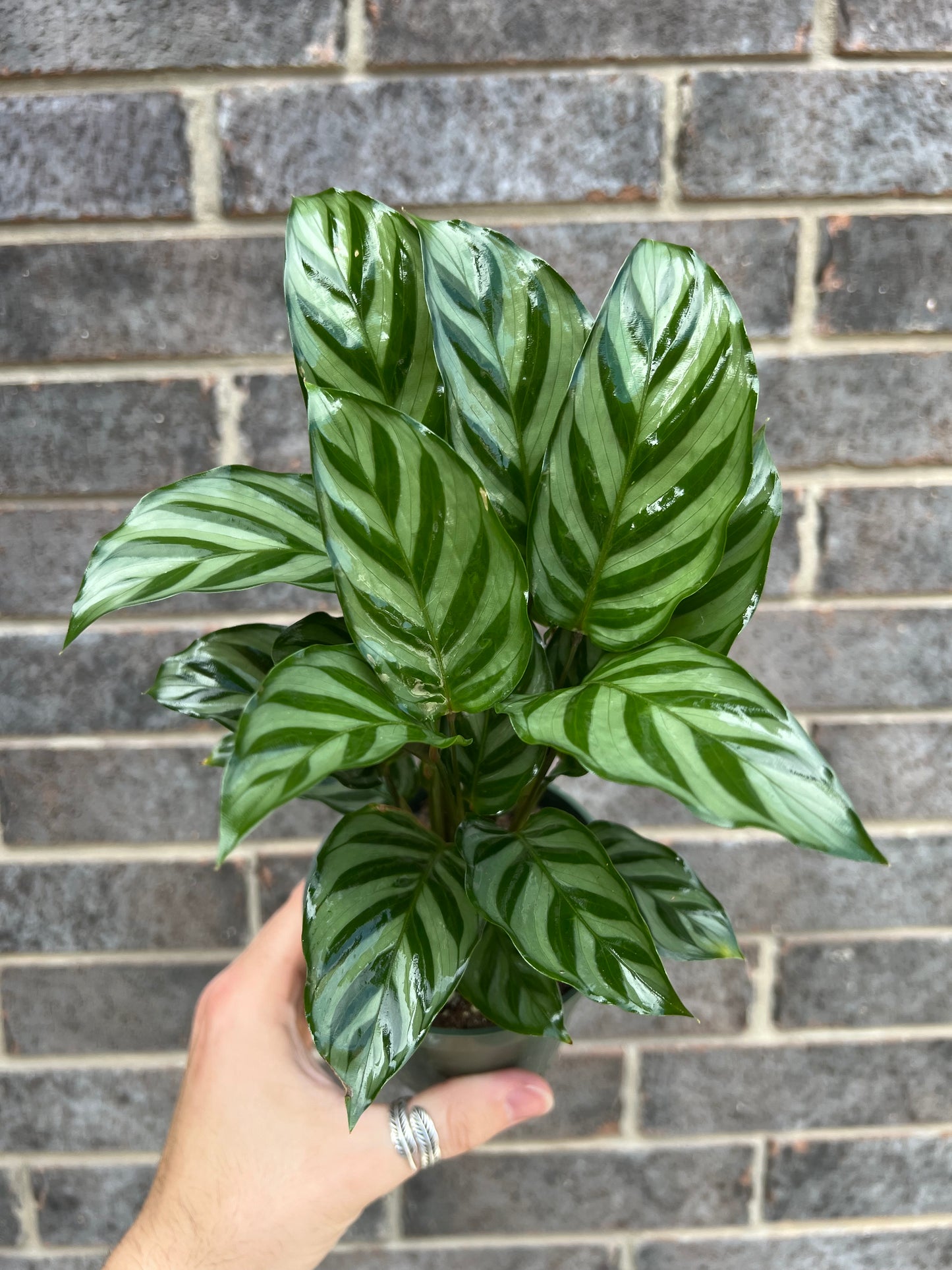 Calathea Freddie