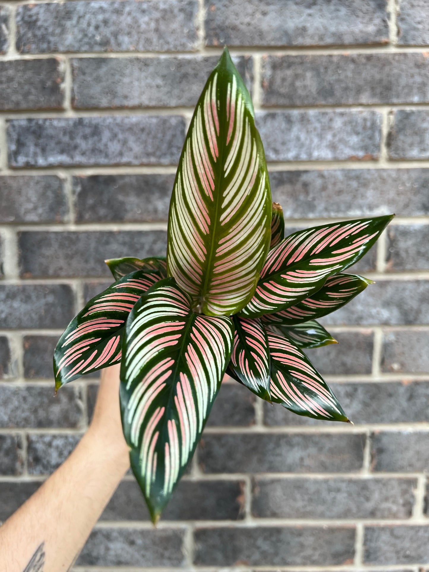 Calathea White Star