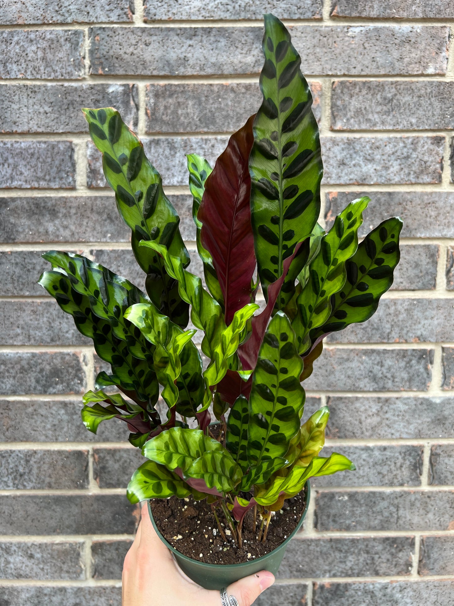 Calathea Lancifolia