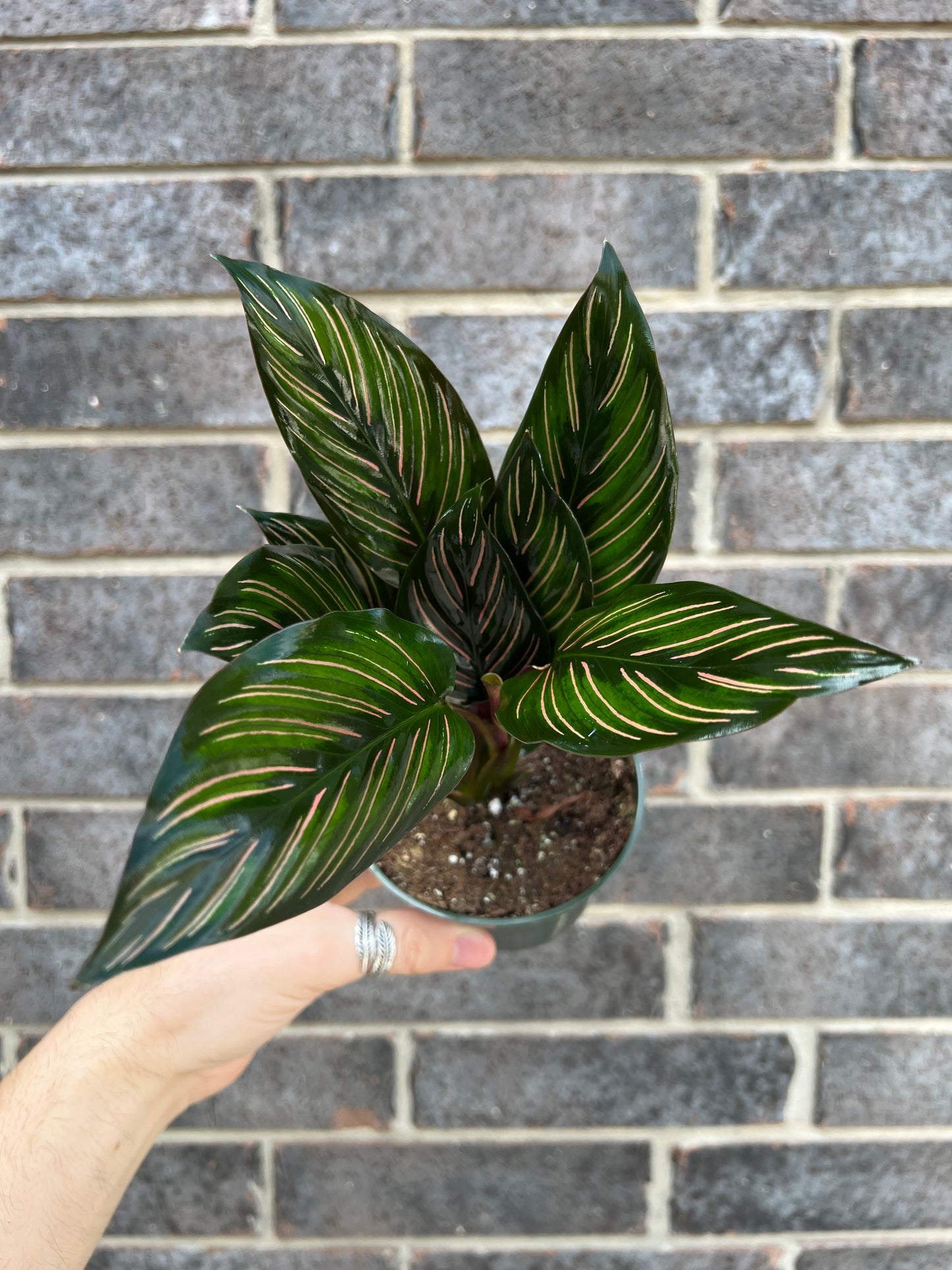 Calathea Beauty Star