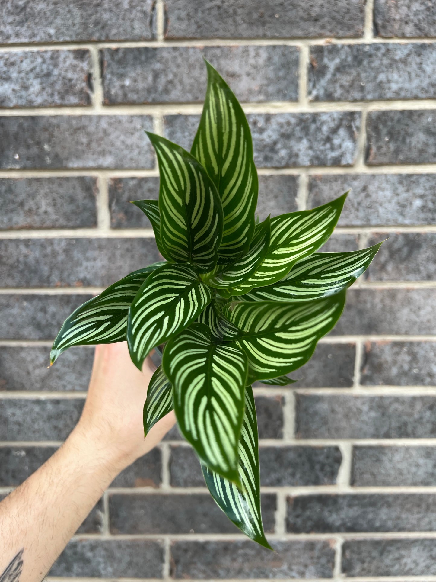 Calathea Vittata