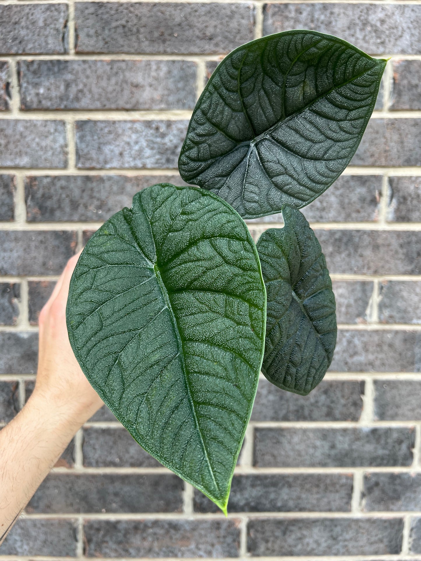 Alocasia Melo