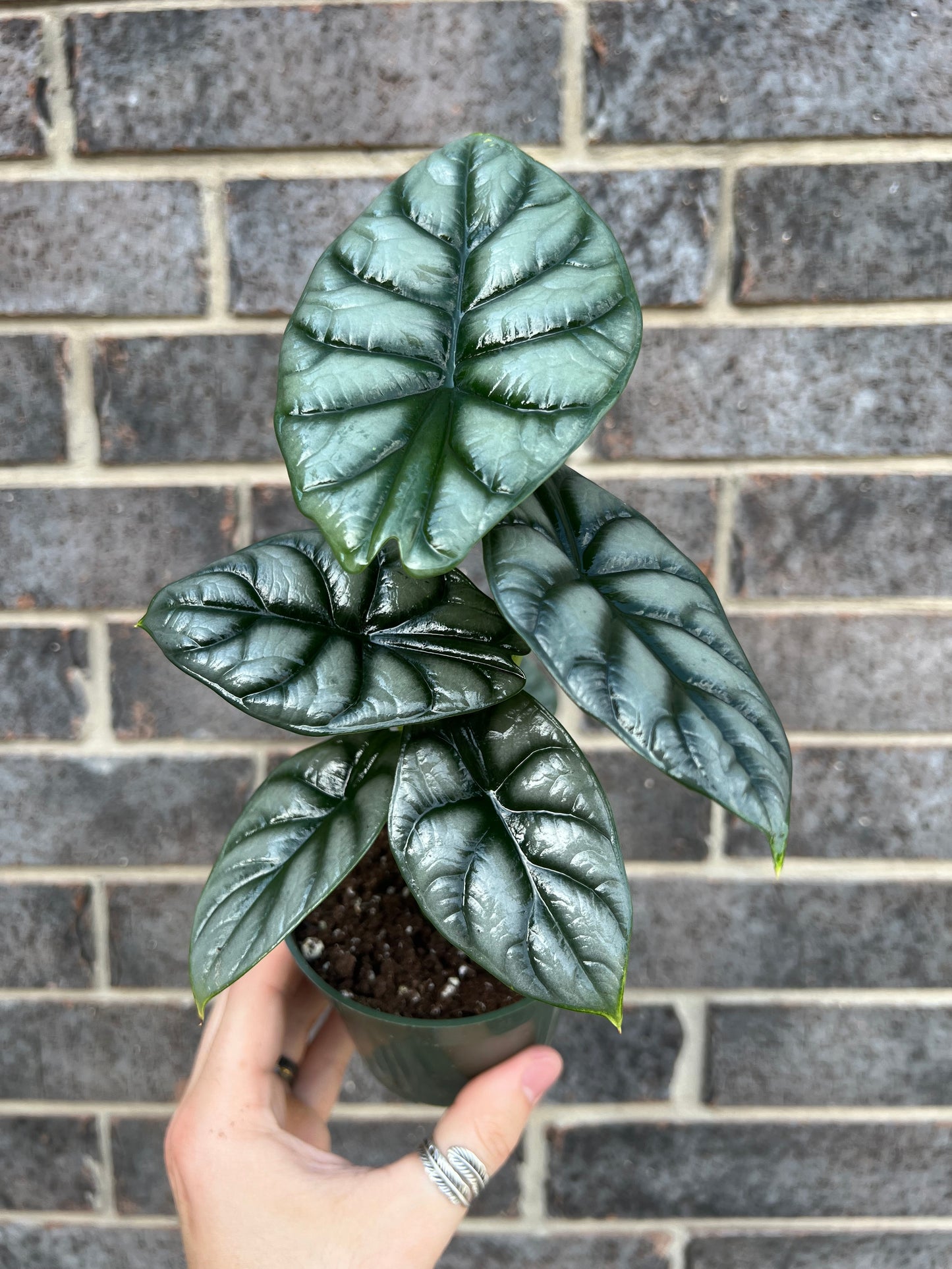 Alocasia Silver Dragon