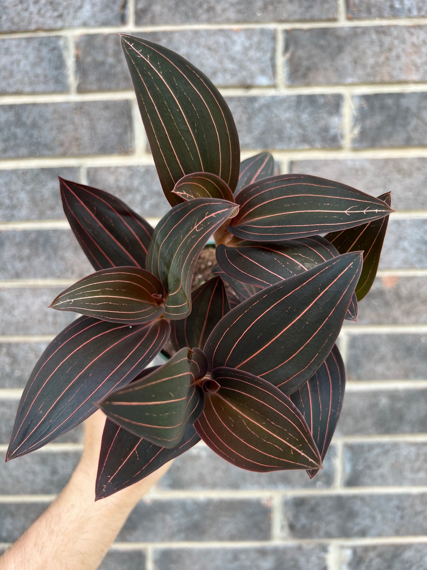 Jewel Orchid