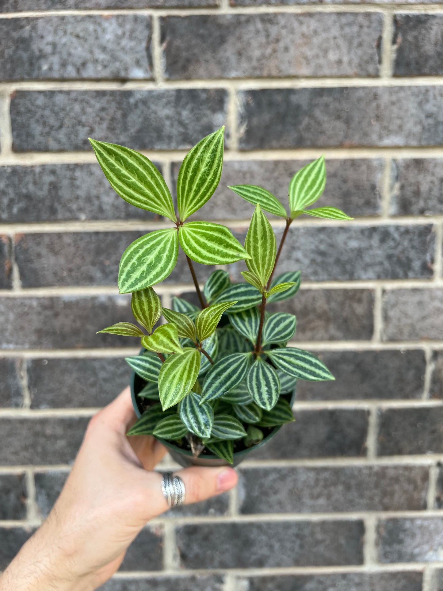 Peperomia Stilt