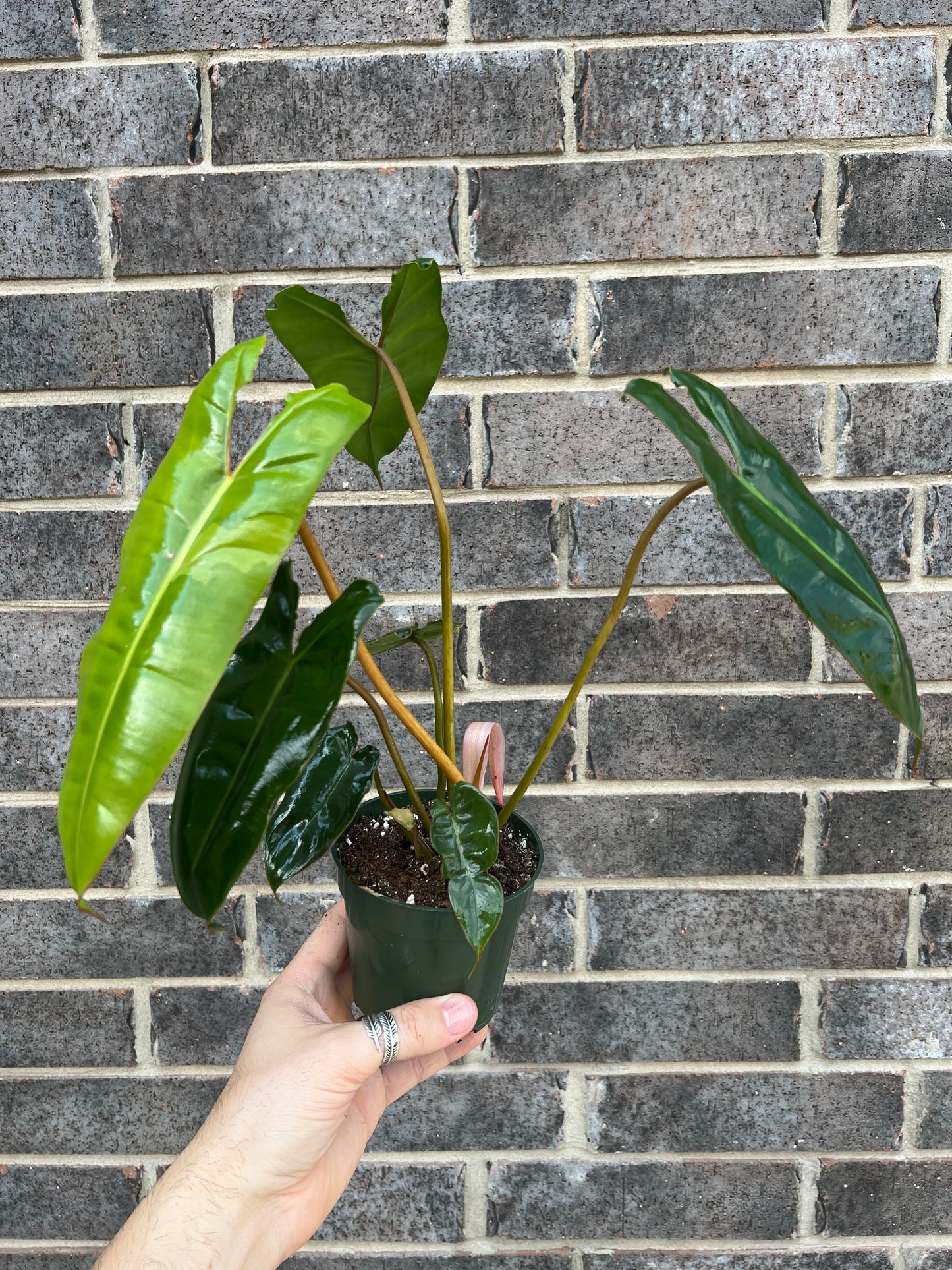 Philodendron Billietiae