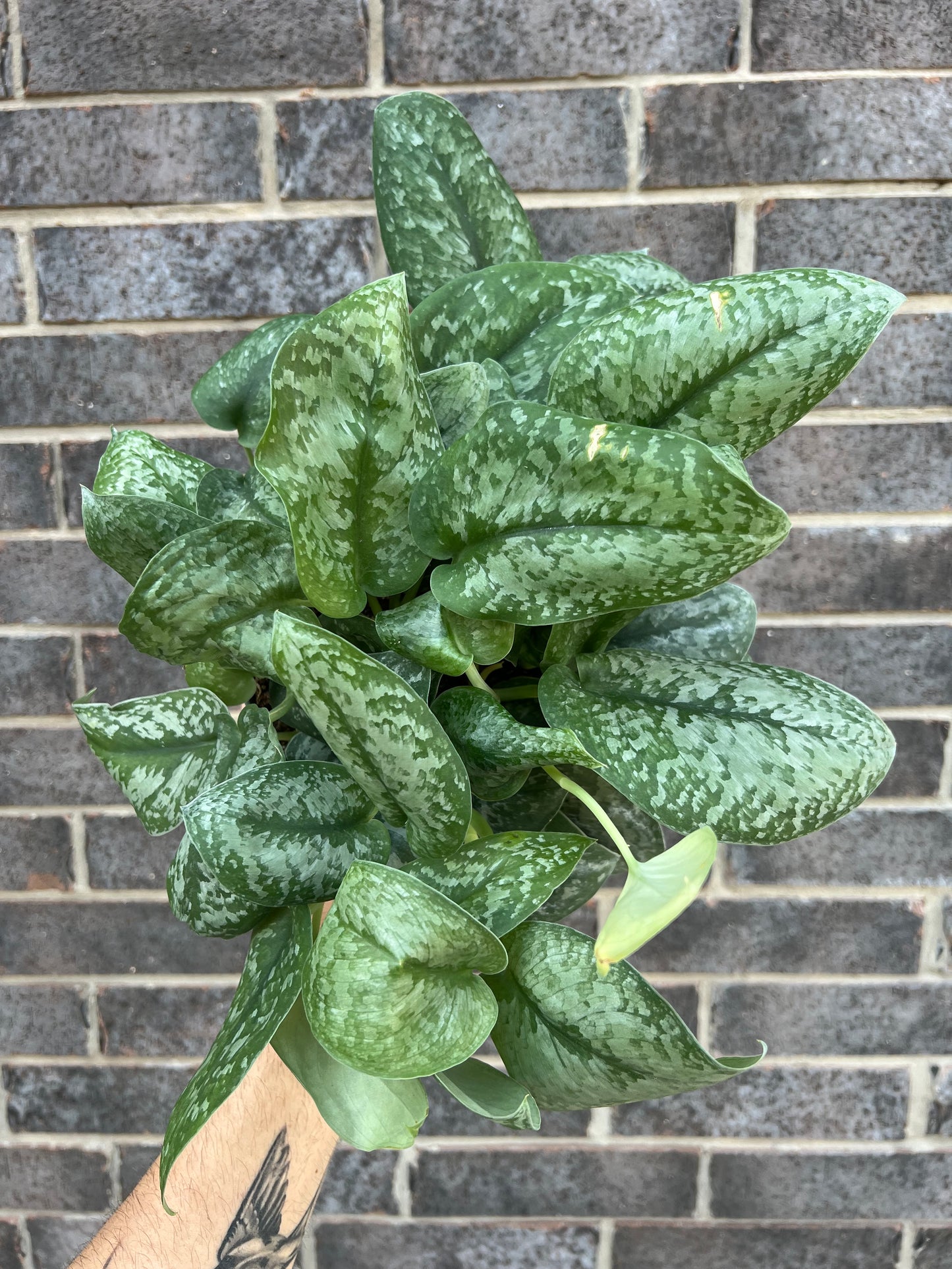 Scindapsus Silver Satin Exotica