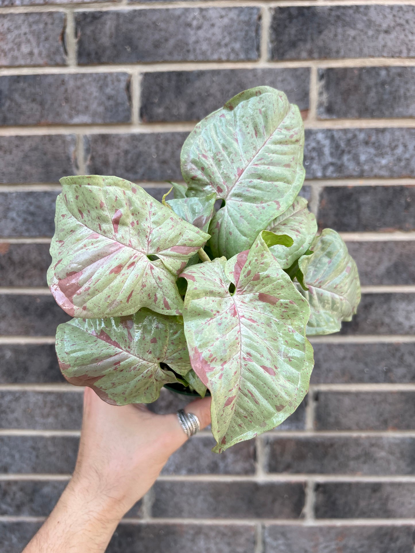 Syngonium Milk Confetti