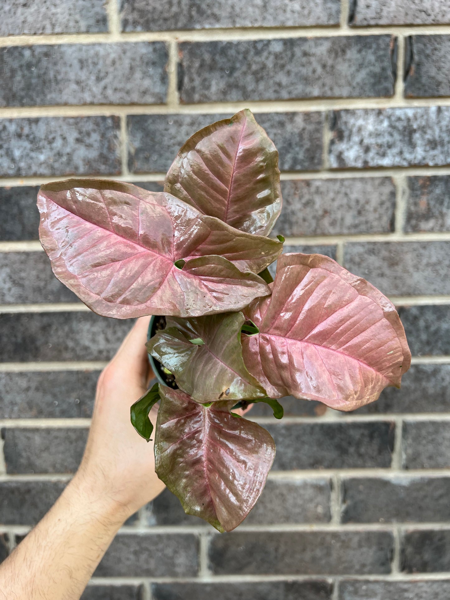 Syngonium Pink Neon