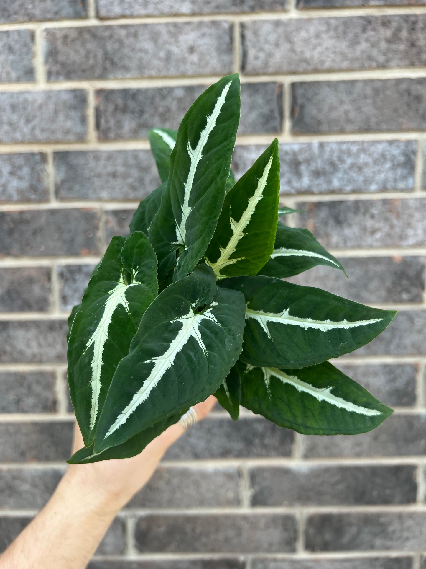 Syngonium Wendlandii