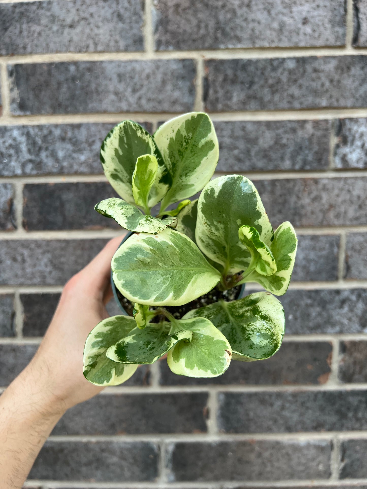 Peperomia Golden Gate