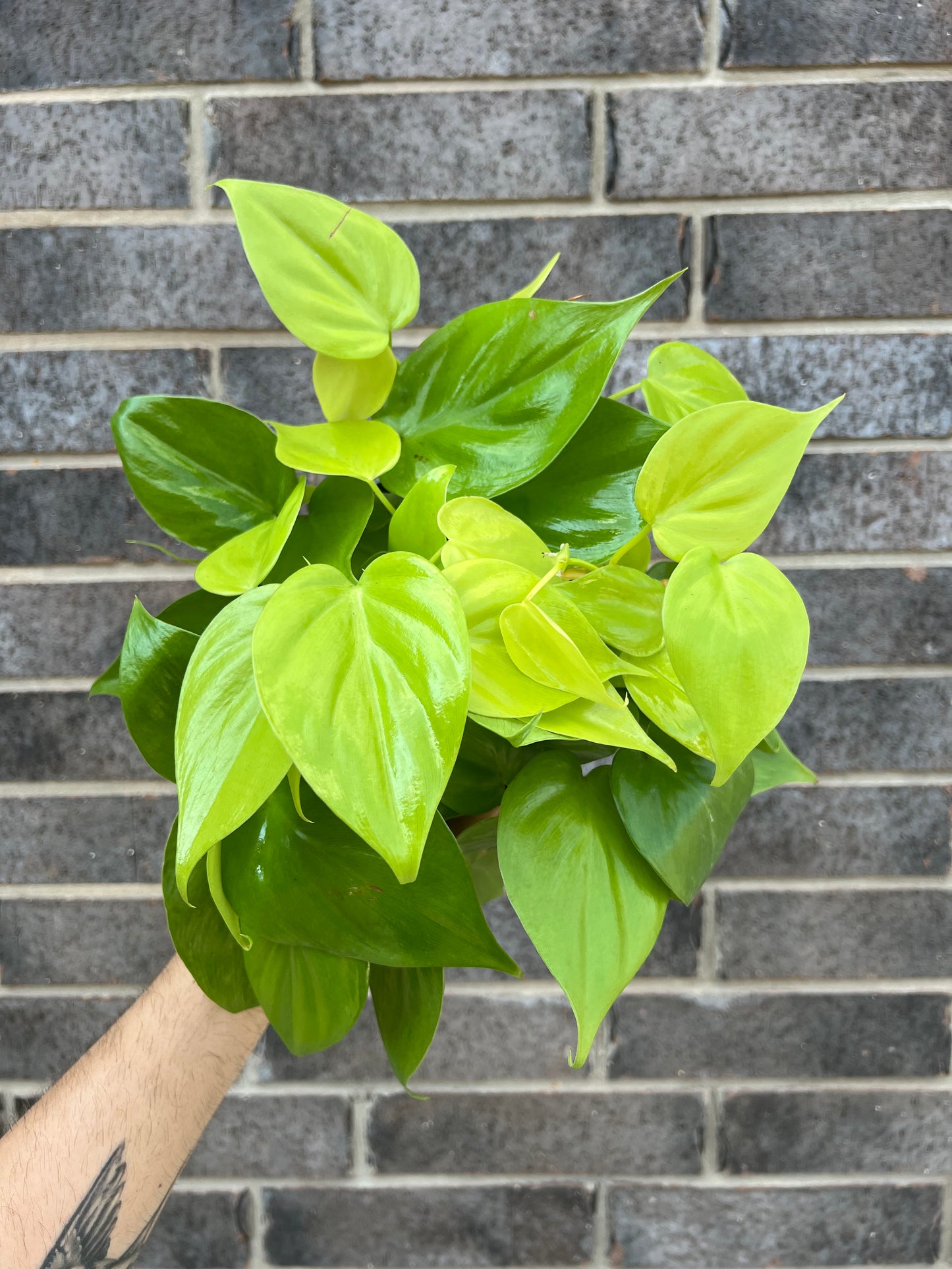 Philodendron Cordatum Lemon