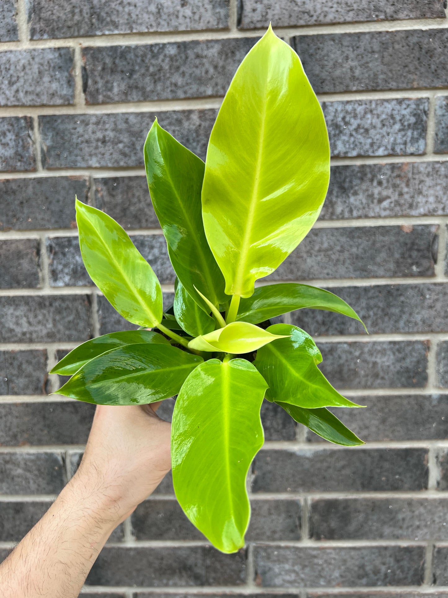 Philodendron Moonlight