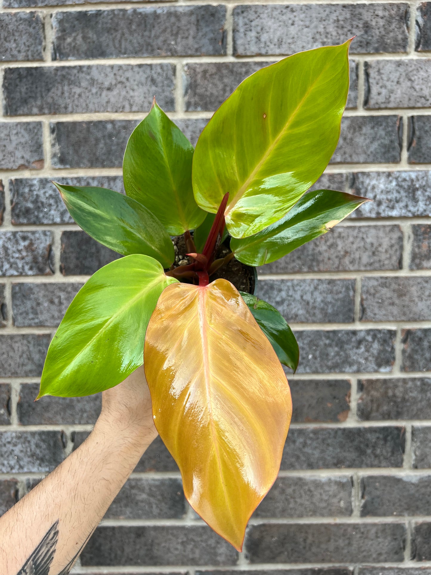 Philodendron McColley’s Finale