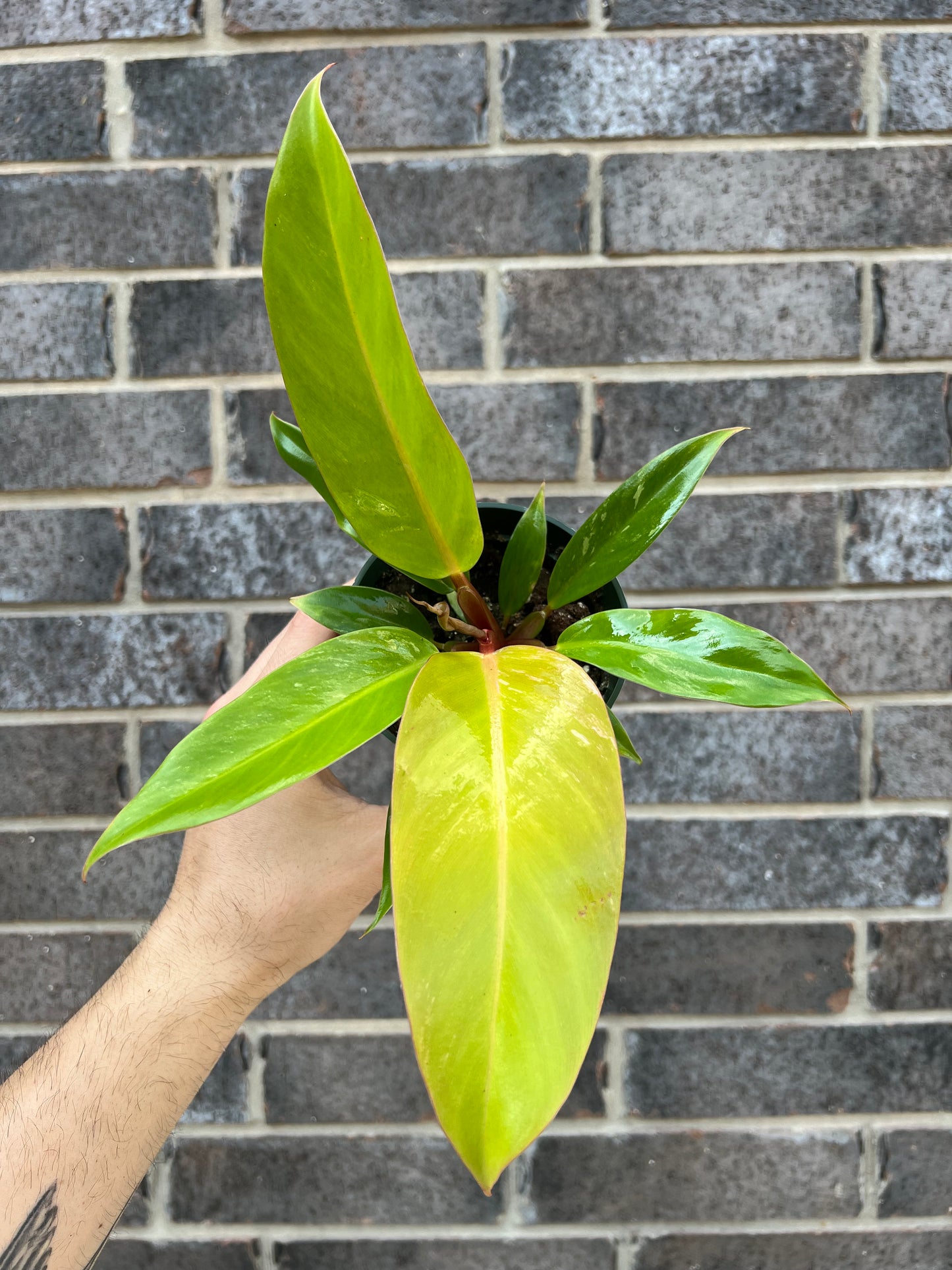 Philodendron Prince of Orange