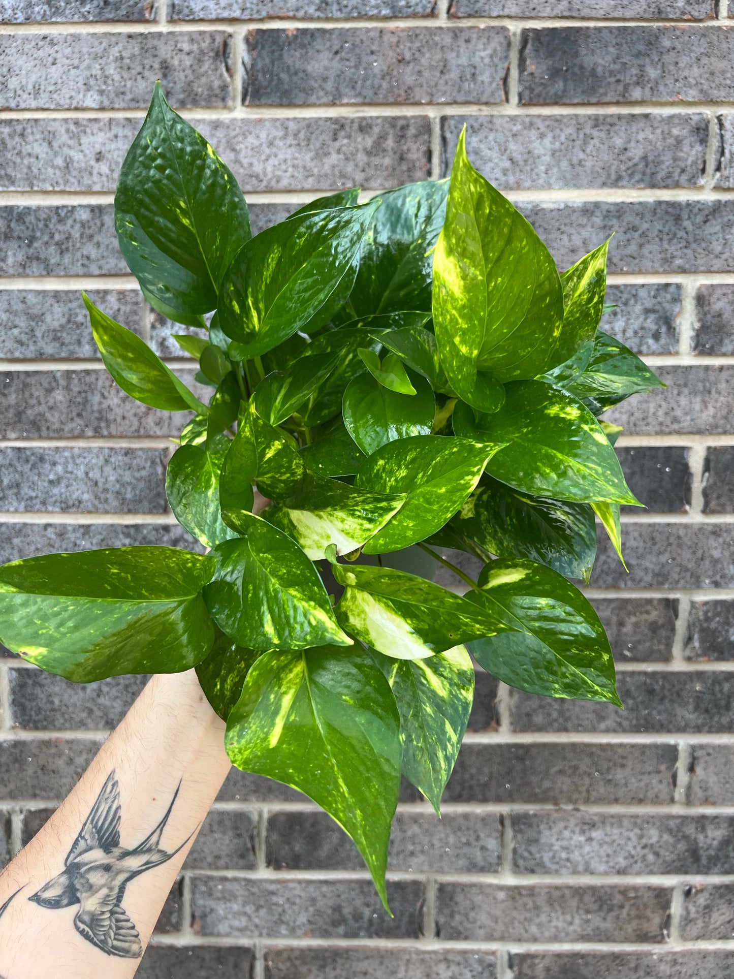 Golden Pothos