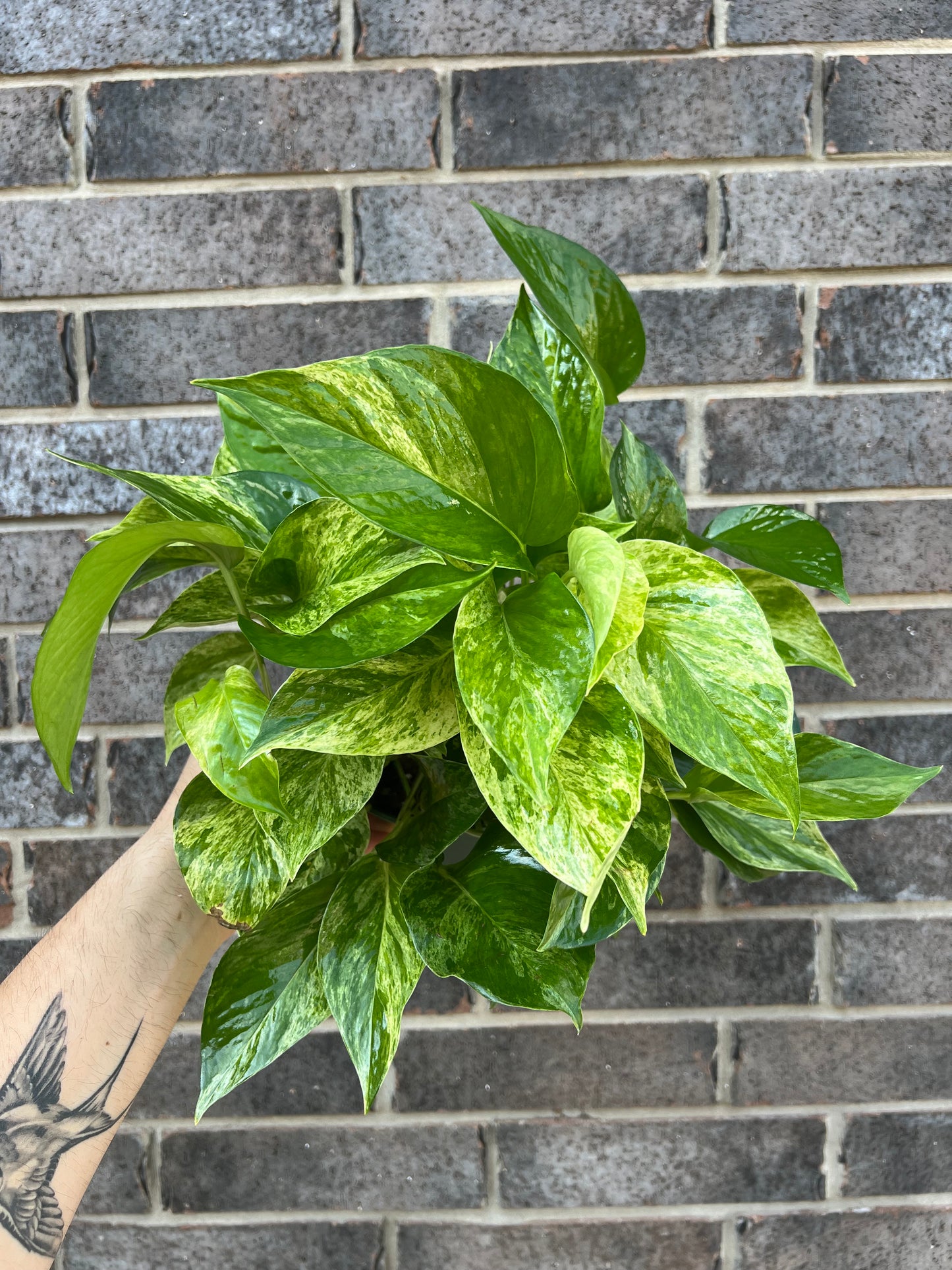 Marble Queen Pothos