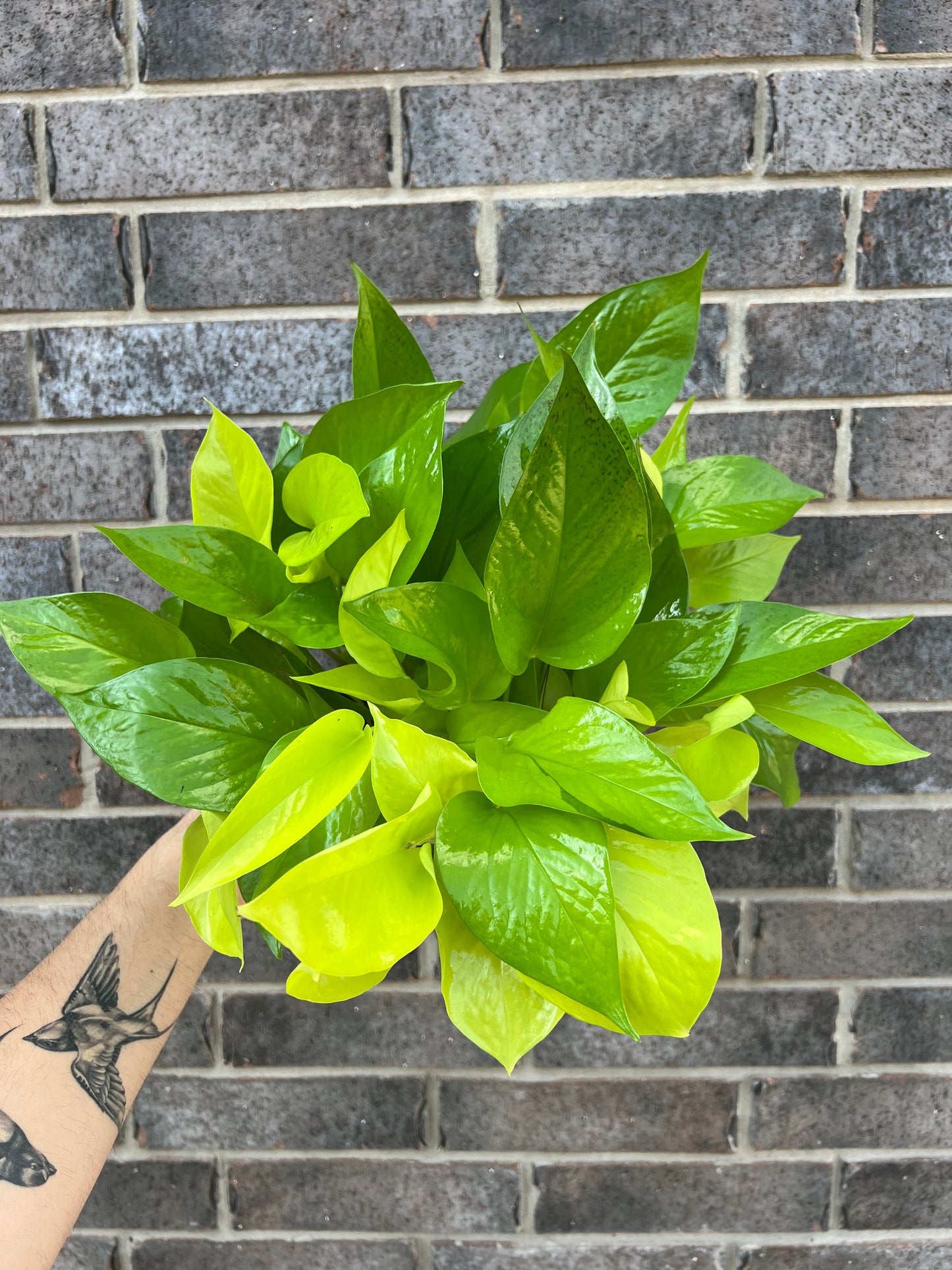 Neon Pothos