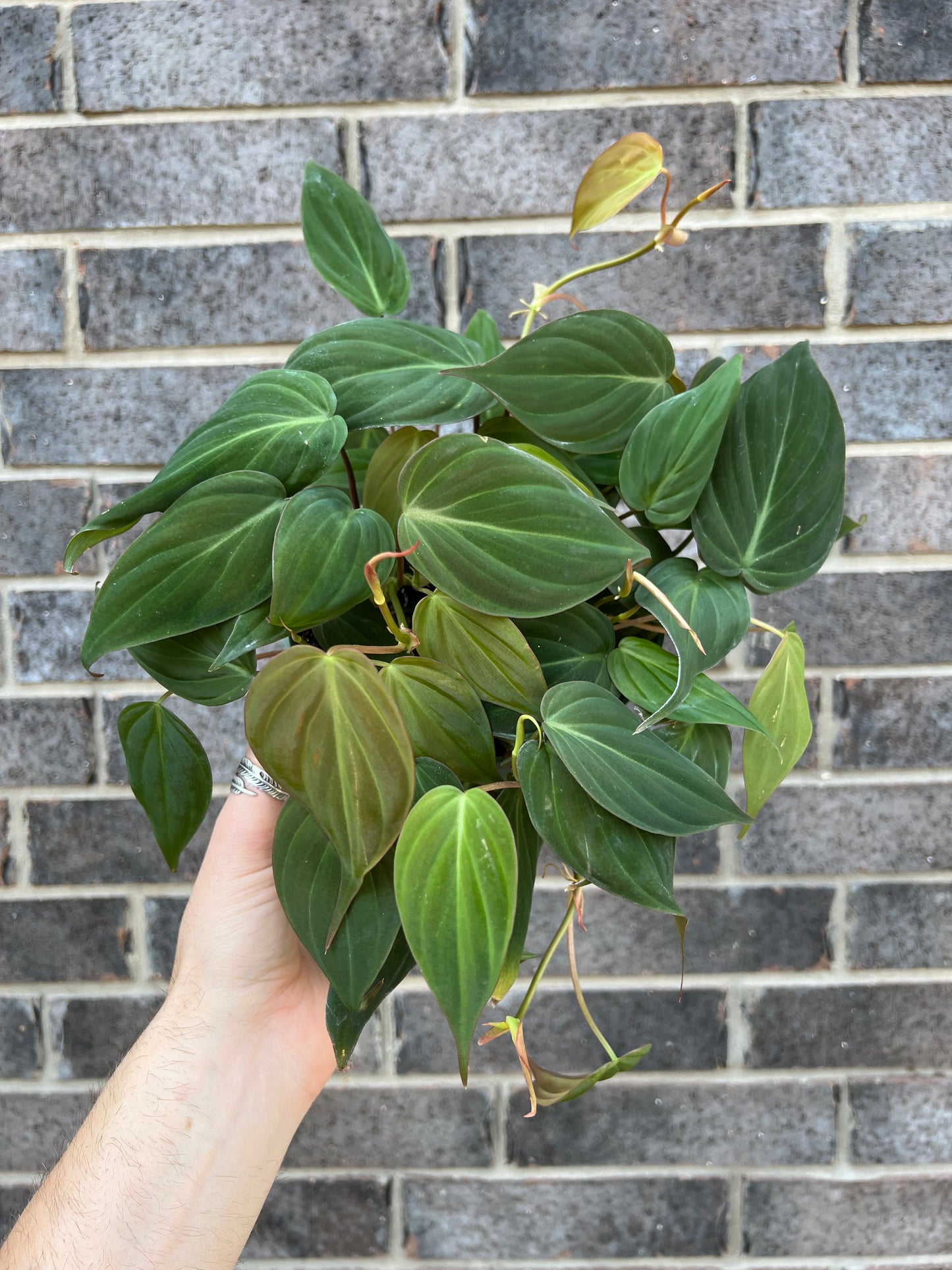 Philodendron Micans