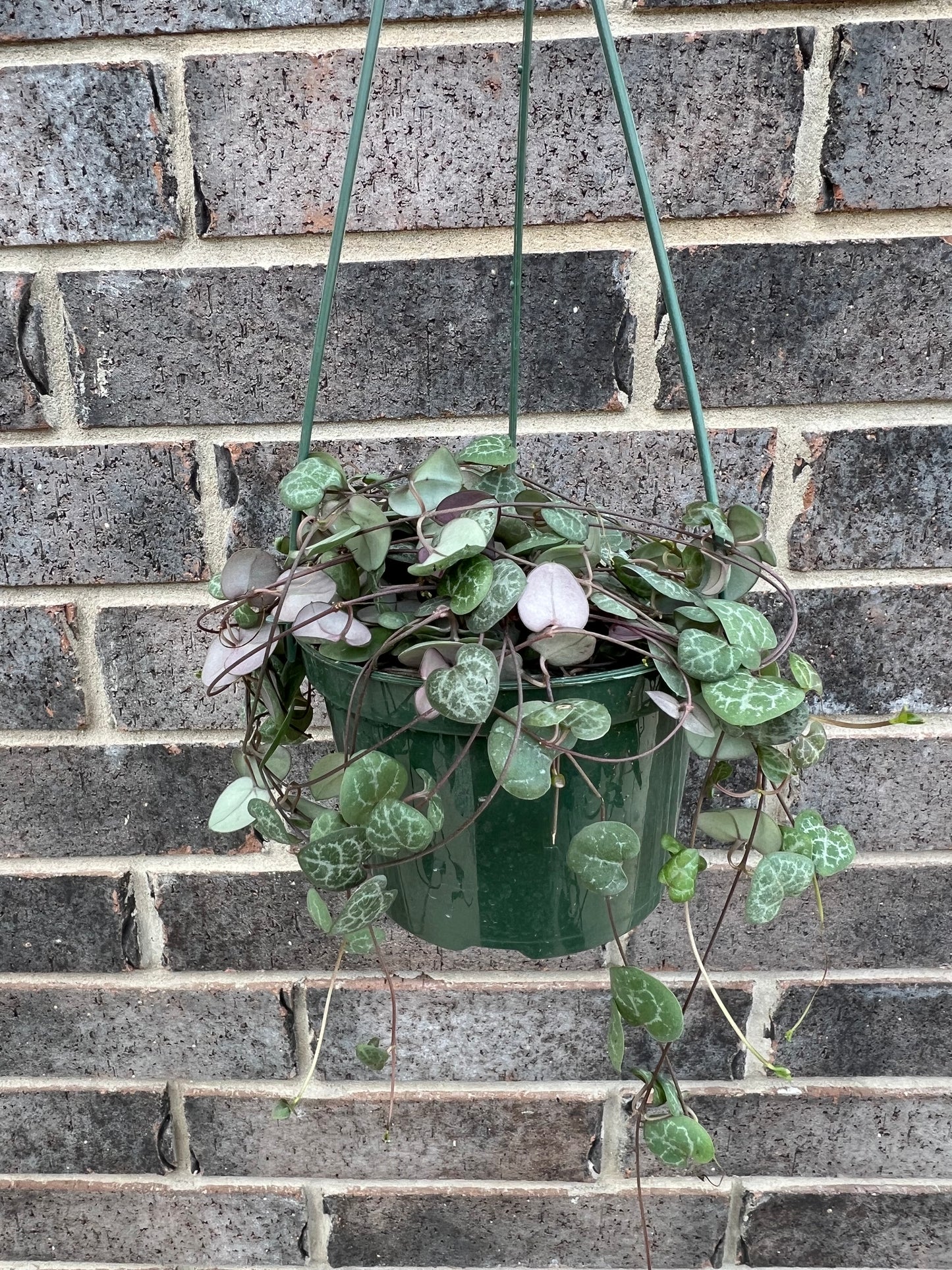String of Hearts Hanging Basket
