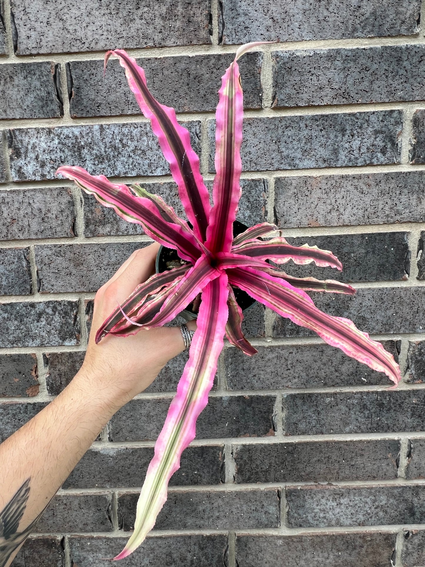 Crypthanthus Earth Star