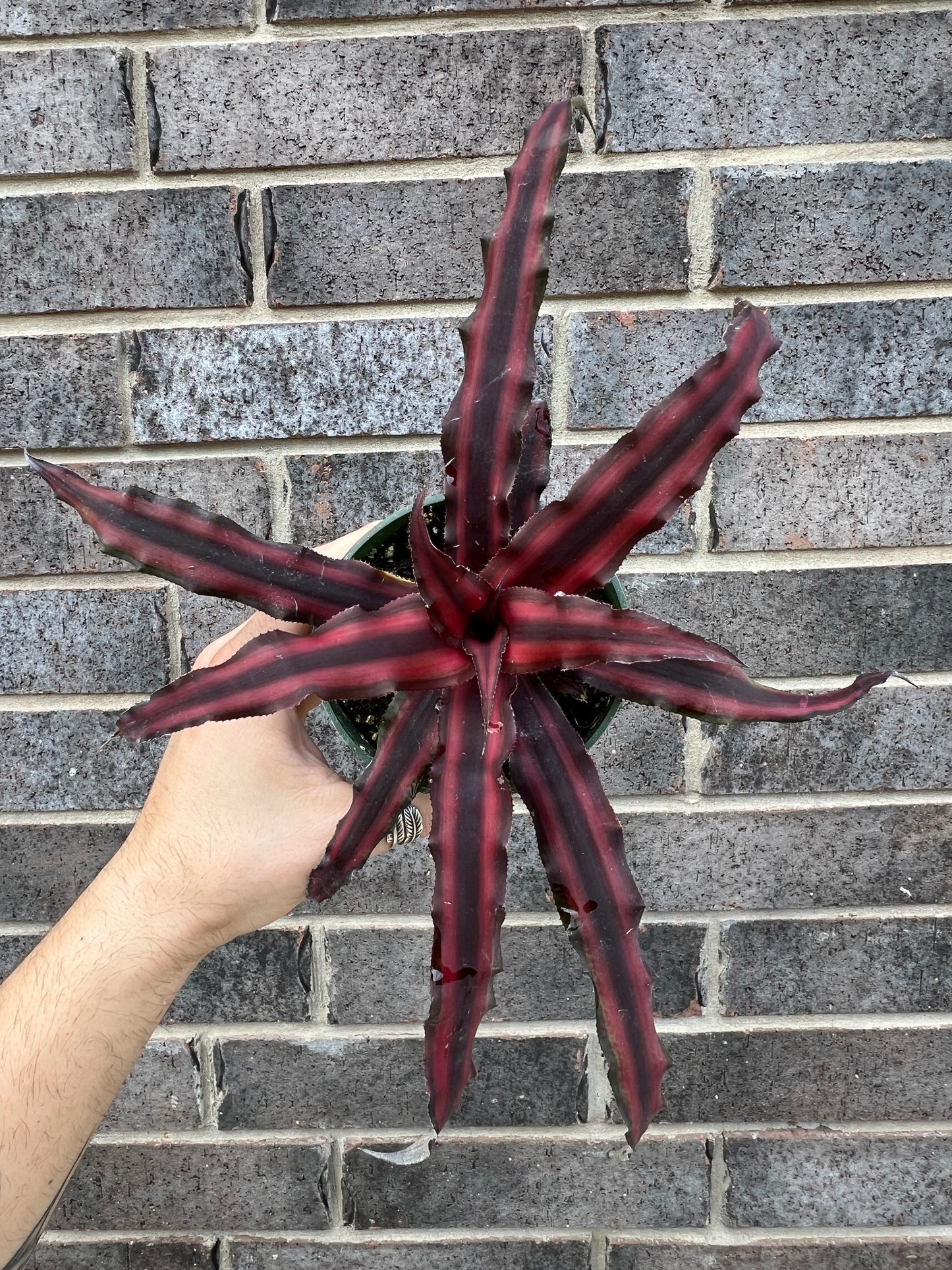 Crypthanthus Earth Star