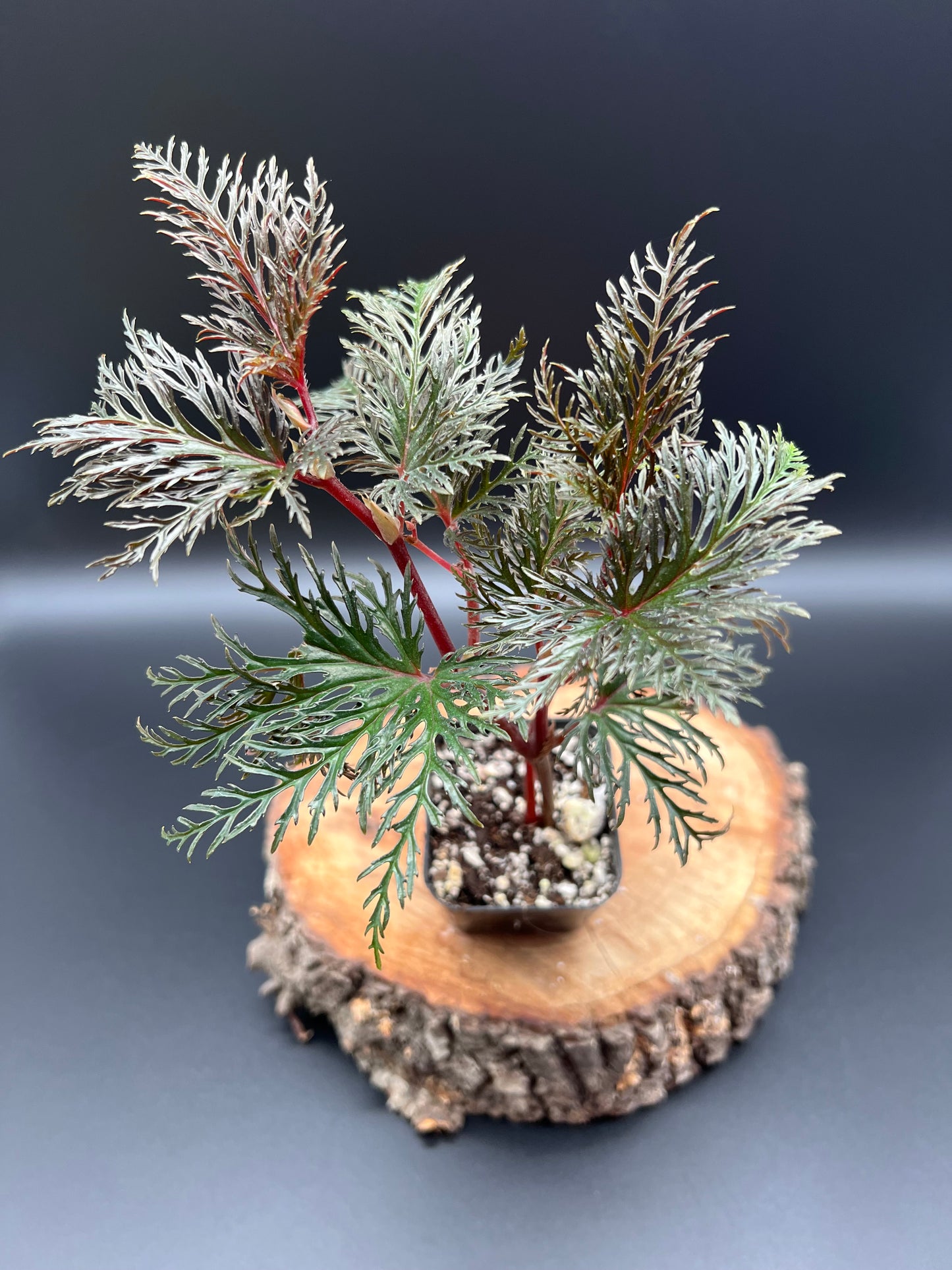 Begonia Bipinnatifida