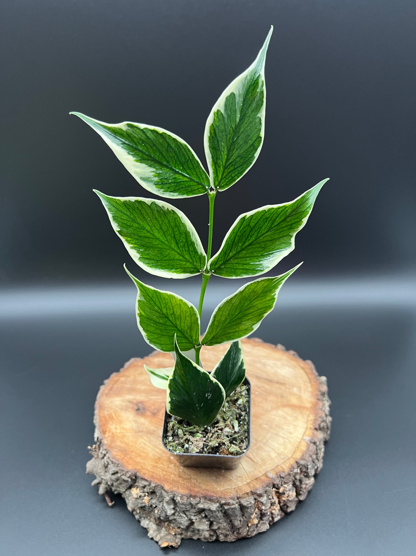 Hoya Polyneura Albomarginata