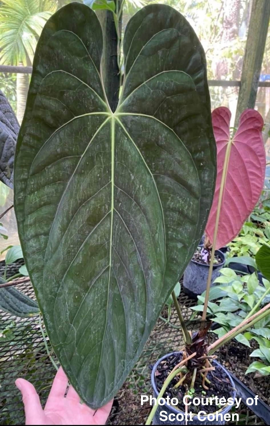 Anthurium Papillilaminum ‘Long Leaf’