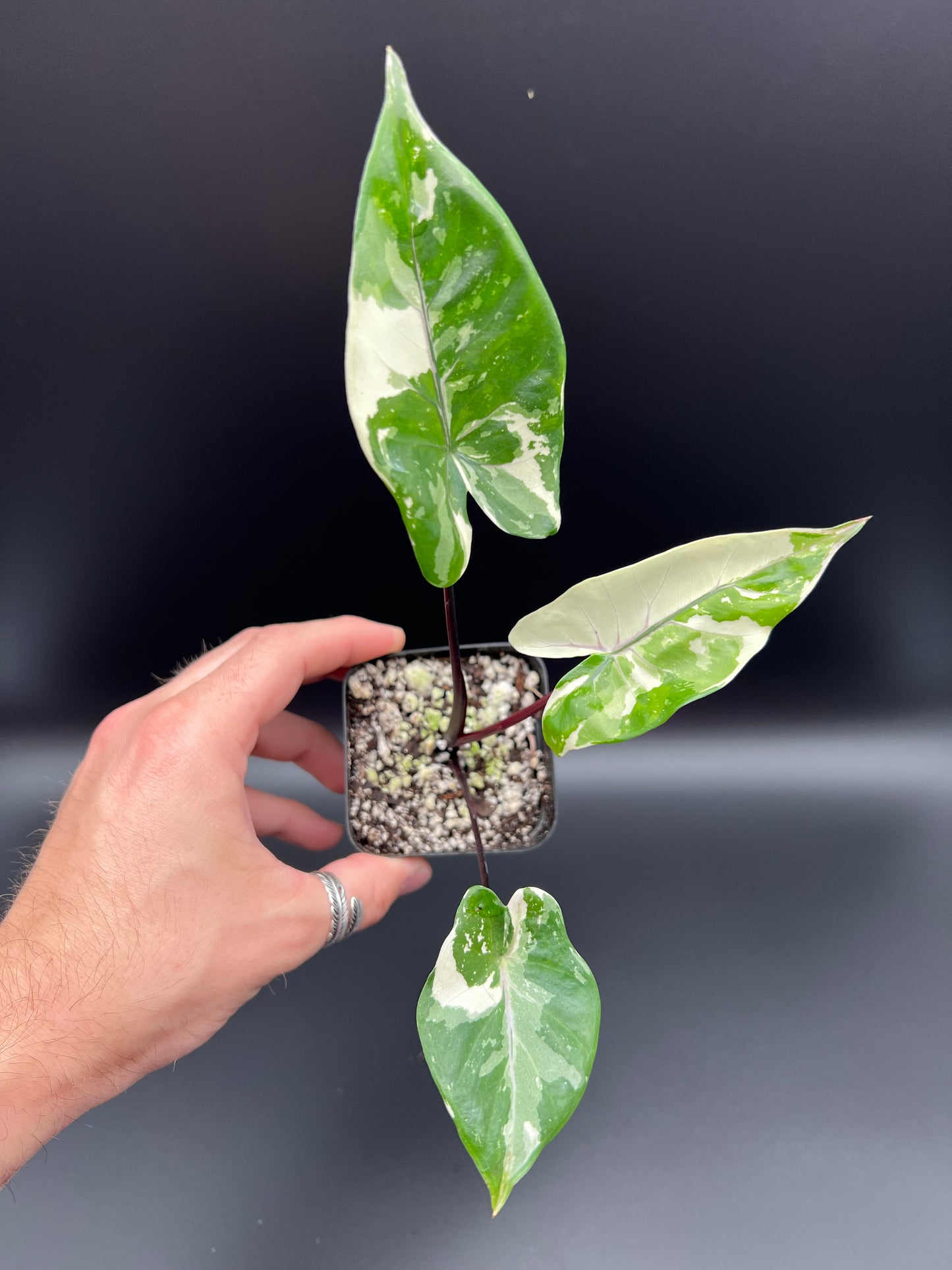 Variegated Black Stem Alocasia