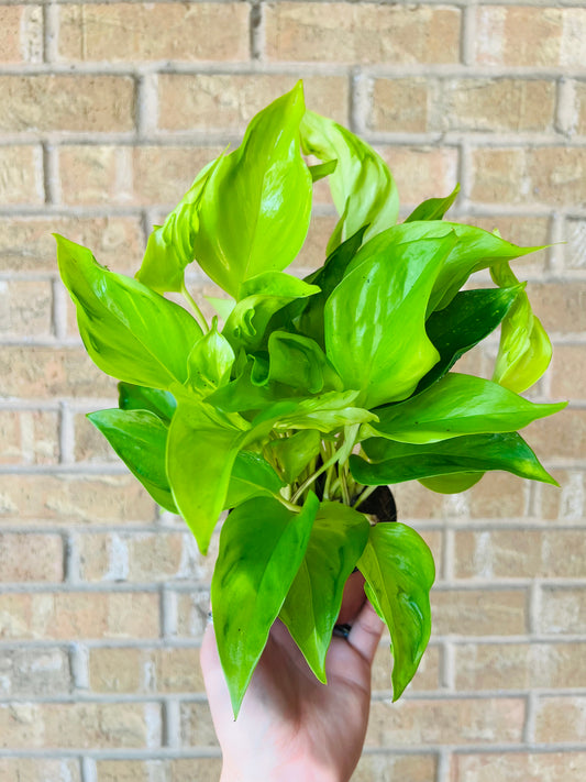 Sáo Paulo Pothos