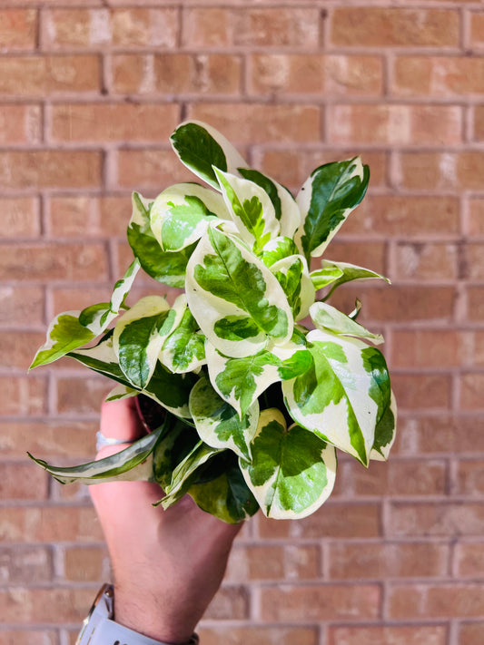 N’ Joy Pothos
