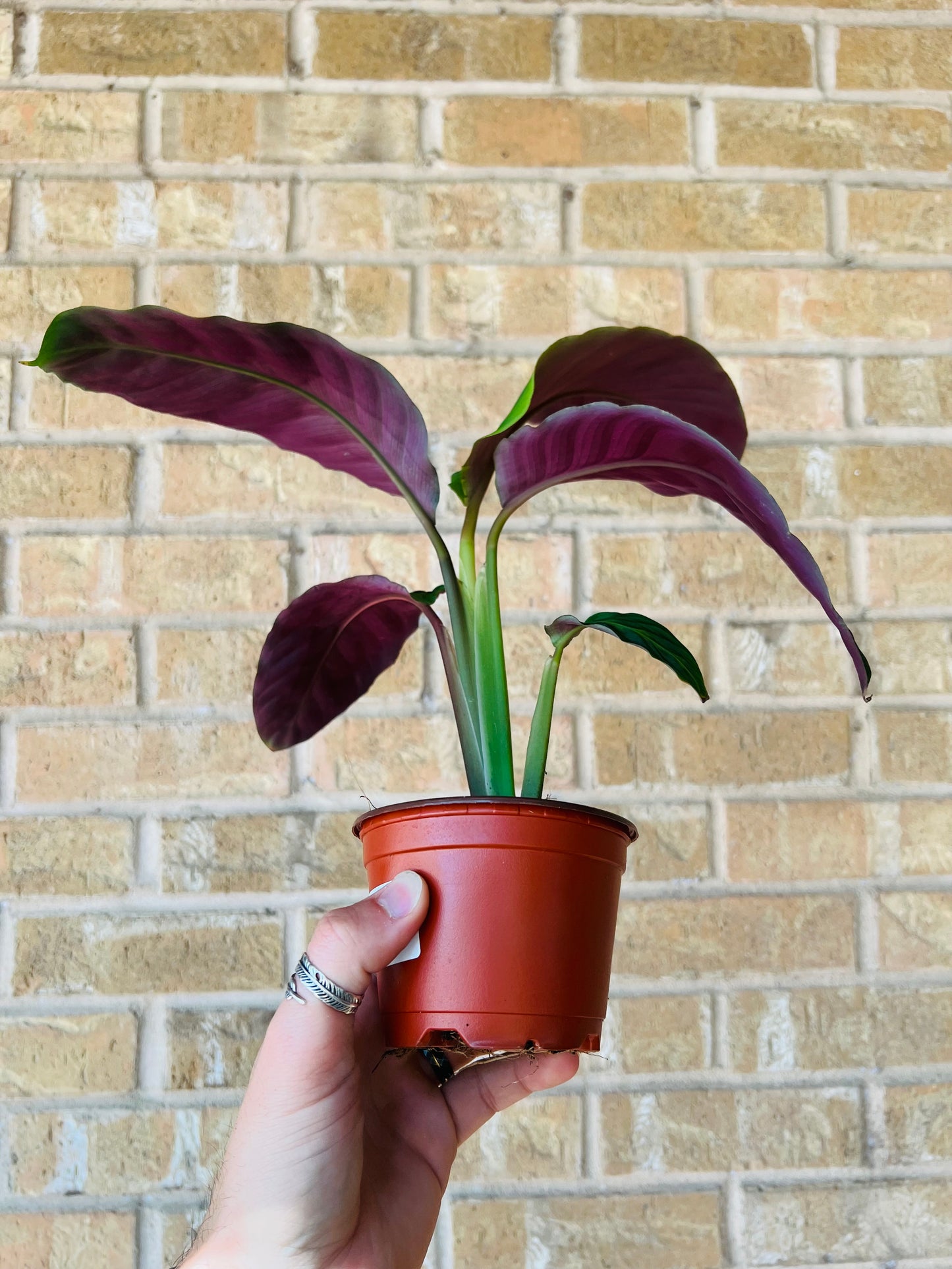 Calathea Warscewiczii