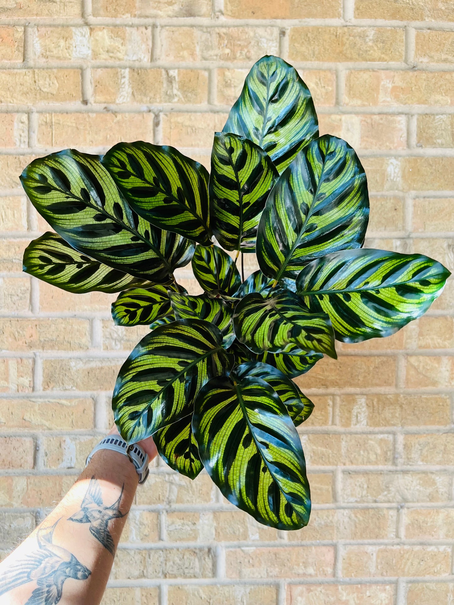 Calathea Makoyana